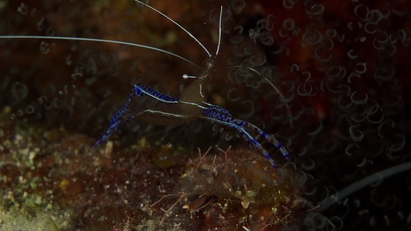 Blue Shrimp by Michael Brown